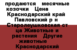 продаются 3-месячные козочки › Цена ­ 1 500 - Краснодарский край, Павловский р-н, Старолеушковская ст-ца Животные и растения » Другие животные   . Краснодарский край